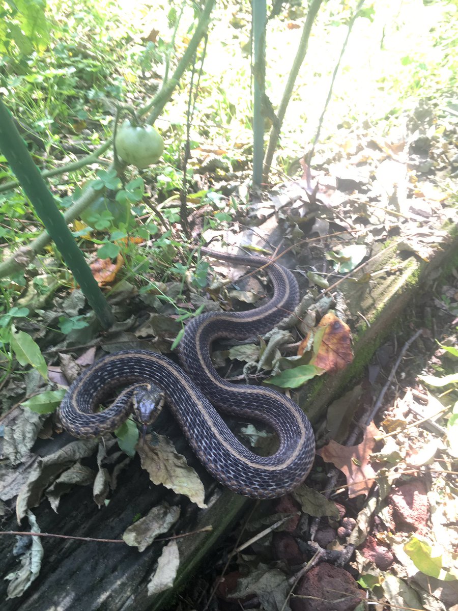 wildbill_sutton's tweet photo. Sassy garter snake watching over my tomatoes. https://t.co/NpYr4YwaVH