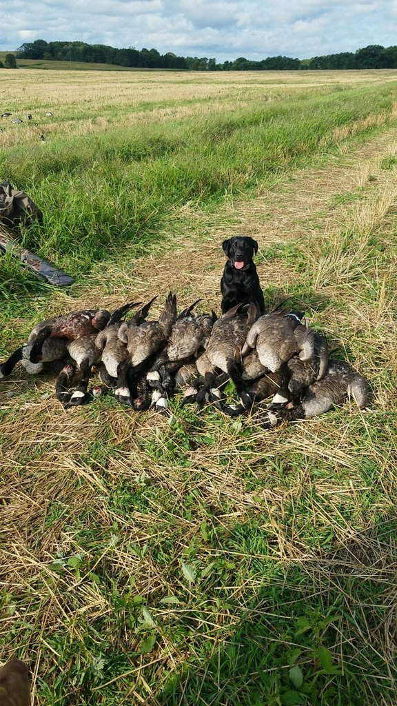 JeremeySchumann's tweet photo. Great opening day in wisconsin,  almost a 5 man limit #poundtown https://t.co/yMFisUXFkM