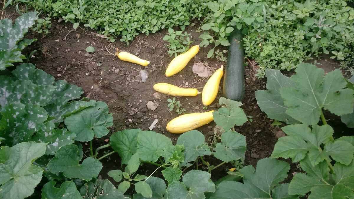 FlintSOUP's tweet photo. UPDATES: Mr. Roy Fields Sr (north side SOUP) now has a well, hoophouse, lots of veggies, and is in the process of building a classroom! https://t.co/OMO7itBF9U