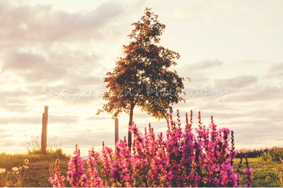 BillsSabers86's tweet photo. Country evenings #country #canonsl1 #sunset #landscapephotography #natureisawesome #NaturePhotography #likeforlike #followme #nyexplored https://t.co/xbNMiRkaoA