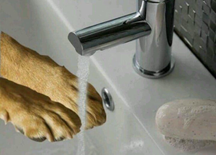 Anladınız siz. 🐶