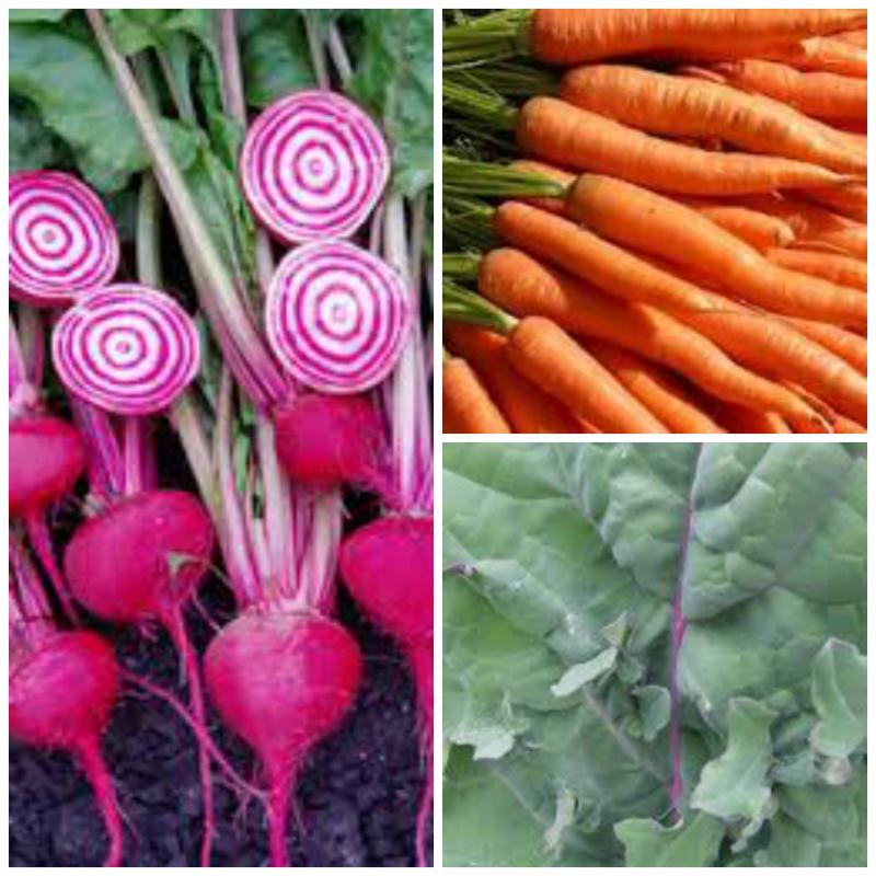 TerraVerdeLS's tweet photo. Get more veggies from your garden! https://t.co/2maIfwa7I2 https://t.co/bY14YVk8sJ