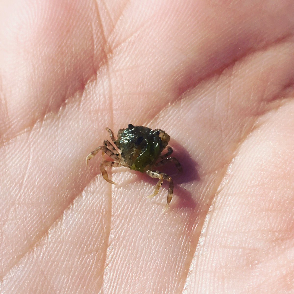 clairelpark's tweet photo. Found this tiny weeny crab today.....#tinycrab #verycute https://t.co/5qXZs5zSRQ