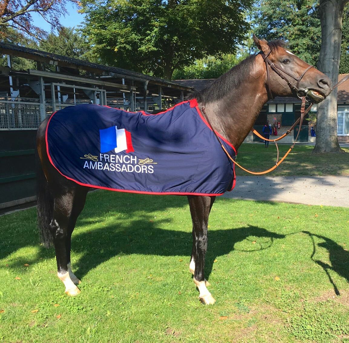 FRBC_Official's tweet photo. #FrAmbassadors #CityMoney looks great ahead of @KRAOfficial festival! Trained by M Delcher Sanchez at @fgchantilly for E. Pandora Racing! ππ https://t.co/BTFFcoAukJ