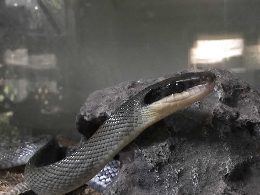HissyCobraLady's tweet photo. ITS #Snektember !!!! My boy buddy Jafar the Vietnamese Blue Beauty says HELL YEAH! https://t.co/tlAwnaG0Dx