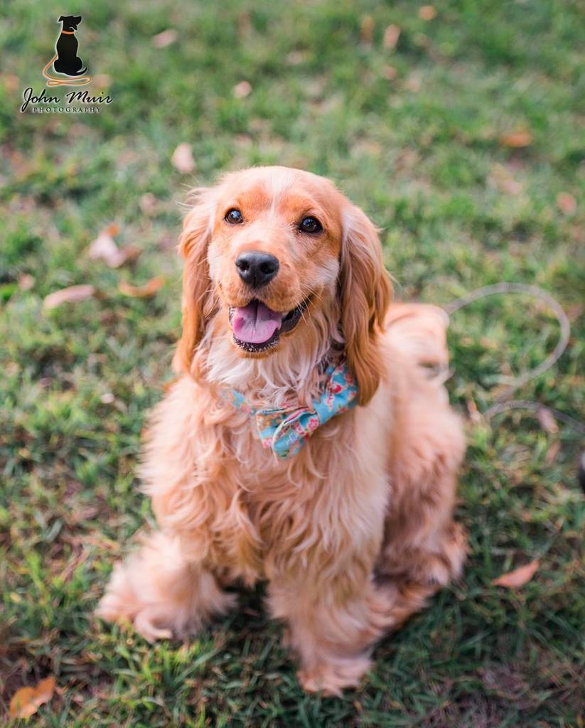J0HN__'s tweet photo. 😍🐕 .
Aww, this little cutie 😍. .
.
.
#cockerspaniel #cocker #cockerlove #cockergram #cockerpuppy #CockerSpaniel_feature #cockerspanielworld… https://t.co/LoMK05bhDn