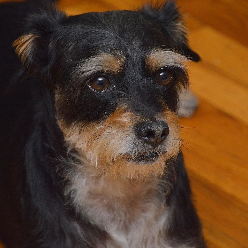terrierbimby's tweet photo. Happy long weekend!  #bimby #terrier #terriermix #dog#dogs #dogsofinstagram #dogstagram #pet #pets#petsofinstagram… https://t.co/7JglWpb0Wp https://t.co/cNWLEQWMeW