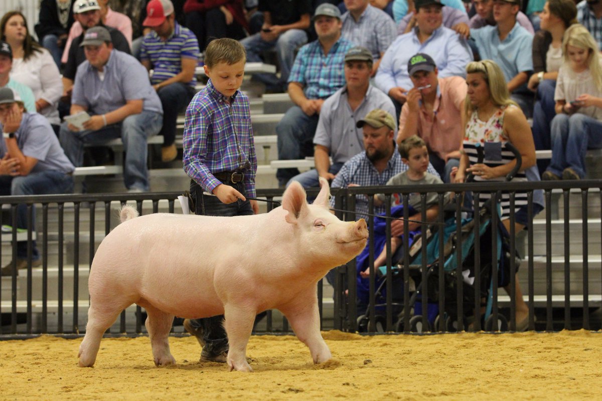 NationalSwine's tweet photo. Go checkout https://t.co/Kv8pBilC0y for #SWRegional17 Bred-and-Owned Gilt Show results. https://t.co/mo41vQ2QnJ