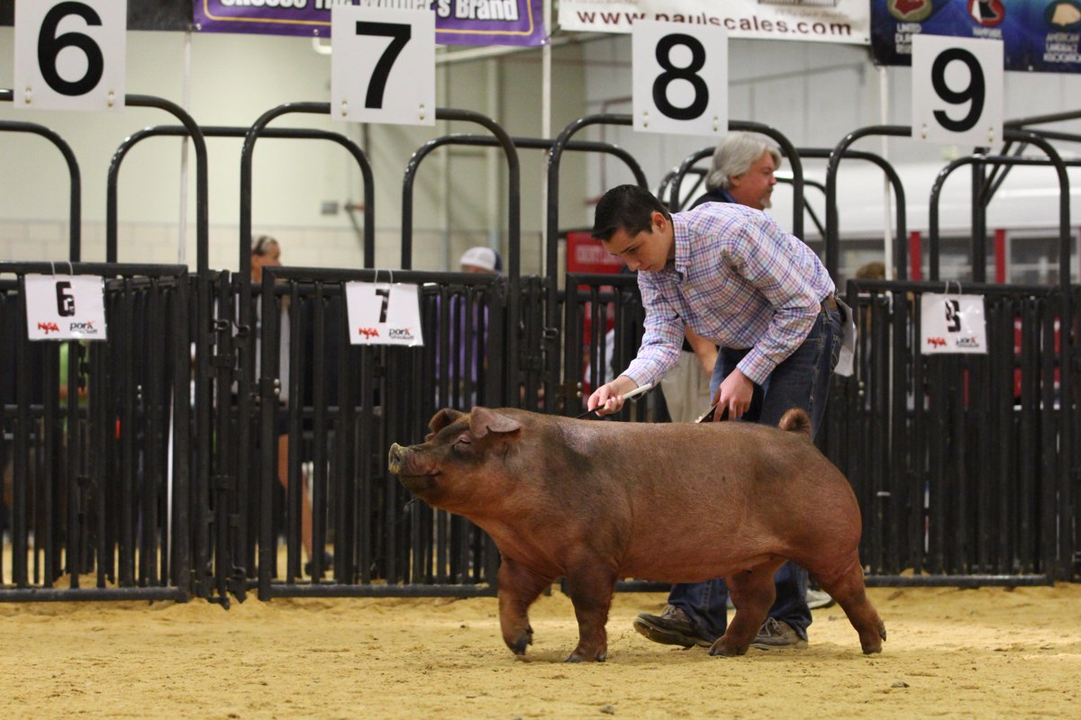 NationalSwine's tweet photo. Go checkout https://t.co/Kv8pBilC0y for #SWRegional17 Bred-and-Owned Gilt Show results. https://t.co/mo41vQ2QnJ