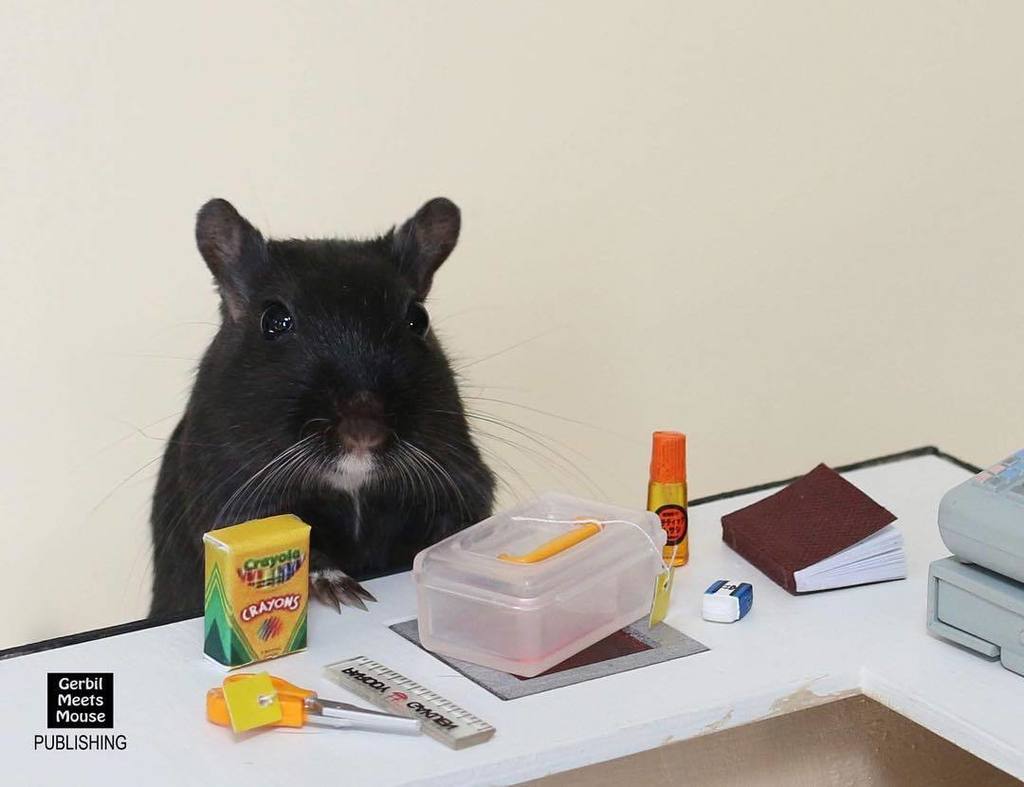 GerbMeetsMouse's tweet photo. Who else is just starting their back to school shopping today?! - Petri #gerbi #gerbils #dollhouse #backtoschool #… https://t.co/QICRAXI4Bz https://t.co/yd495Xrpt7