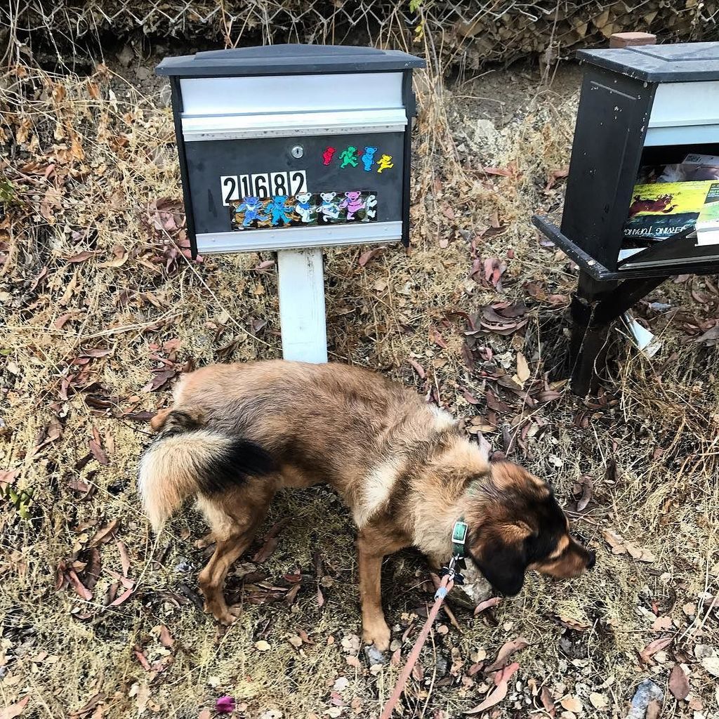 MotorHeadMama's tweet photo. Gunner thinks Deadheads are lame!
#gratefuldead #dancingbears #mygeniusdog #dog #woof #shitmydogdoes https://t.co/xXzy5NG83D https://t.co/MeS912RMZS