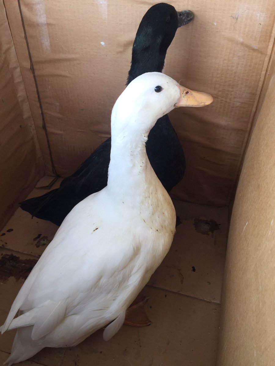RosauersKitchen's tweet photo. Welcome our new additions to our back yard! That makes 8 ducks, 3 chickens, 2 sheep, and 2 dogs! #urbanfarming #duckface #soontobedads https://t.co/Taq8RQYWxa