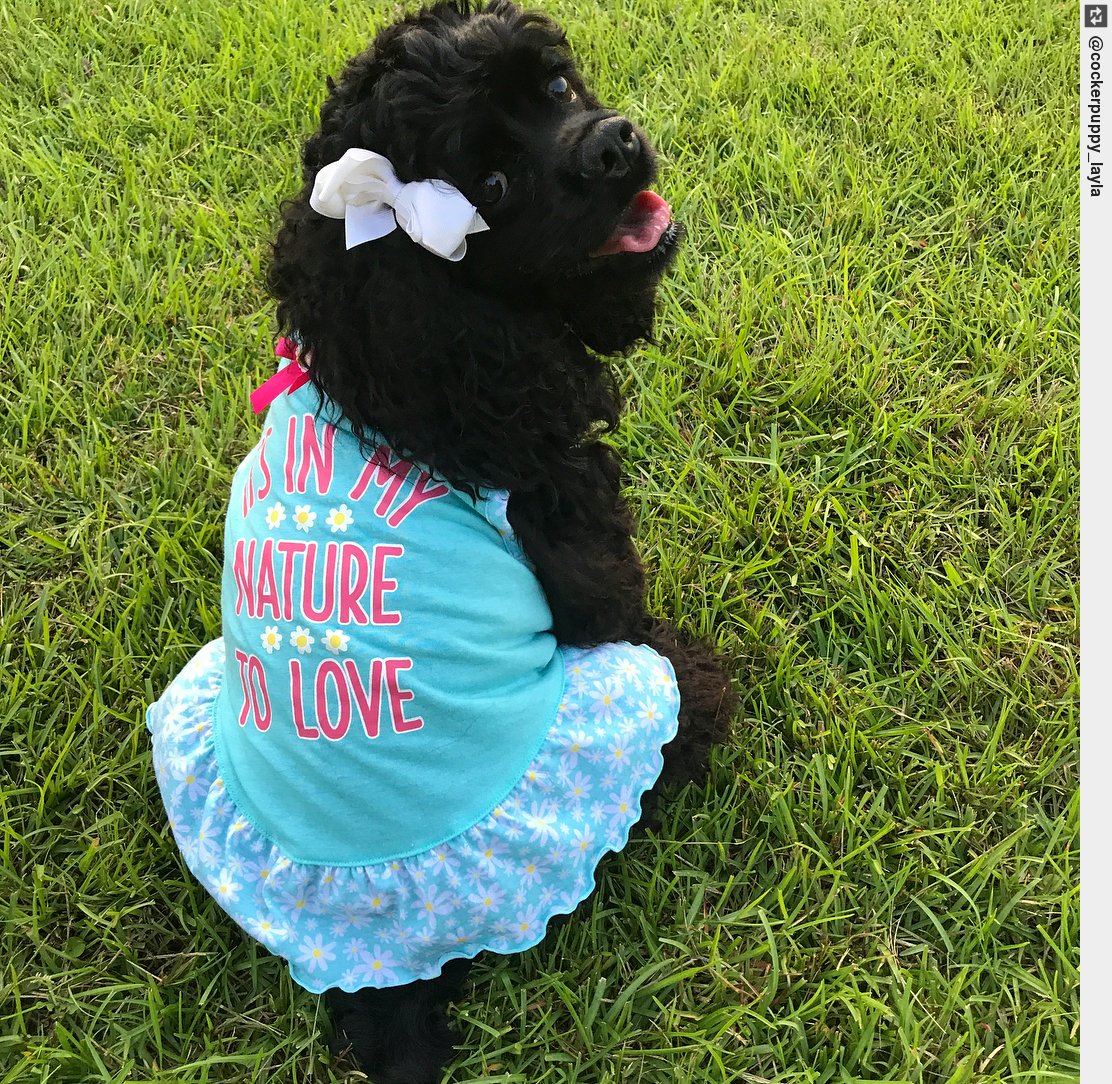 IngloriousDogs's tweet photo. I wanted to dress cute today! ππππππππππ#ilovetodressup #puppyfashion #fashionista #cockerspaniel https://t.co/iCJTXlMHjU