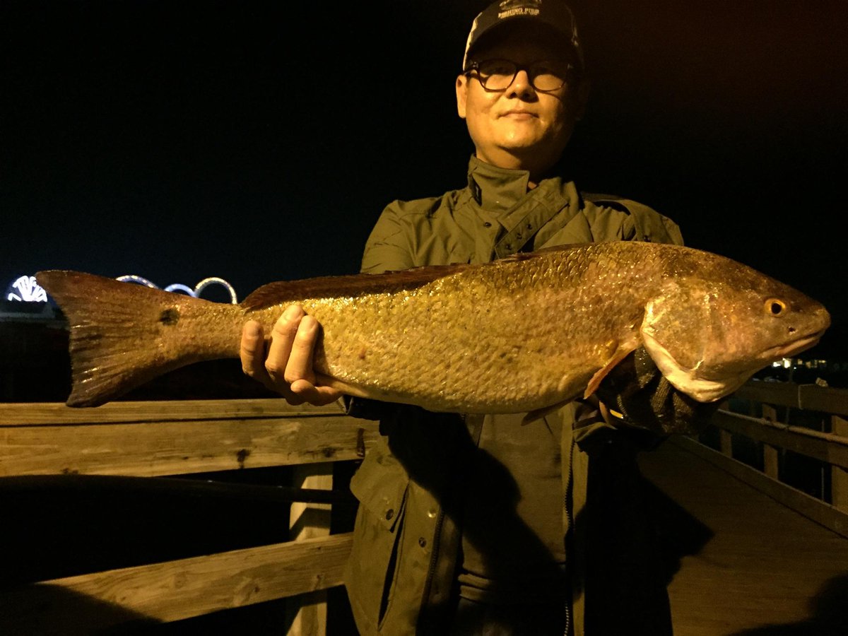 OceanicPier's tweet photo. Howard caught this 26" Red Drum on the Oceanic Pier. Nice catch Howard! https://t.co/inDY4xlxW9
