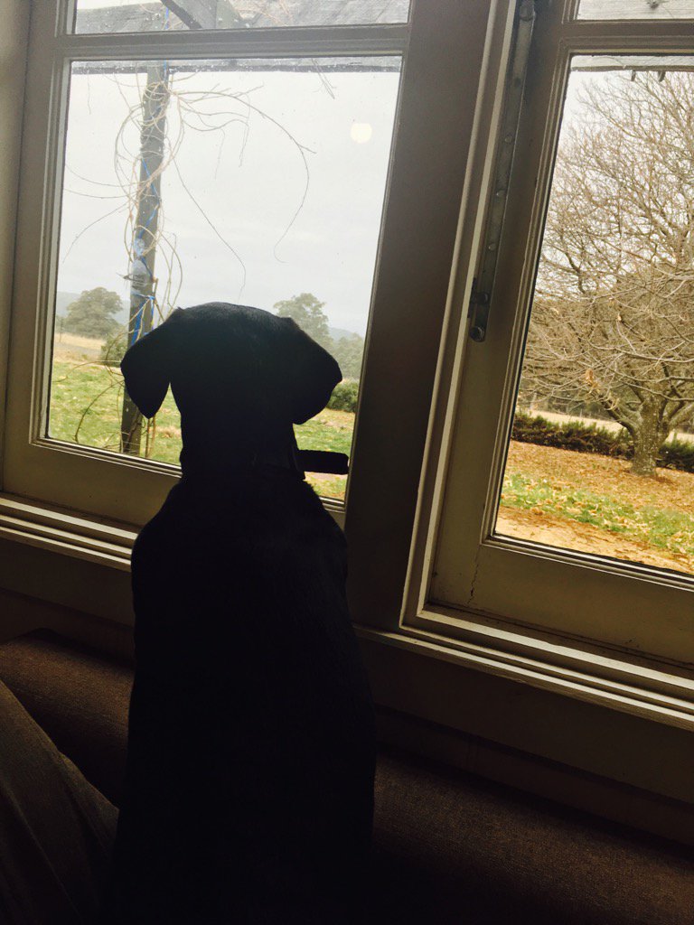 _Xtin_'s tweet photo. Olga and I have been out to pick daffodils and concluded that it is very cold & wet. #insideagain https://t.co/94G4zKWej6