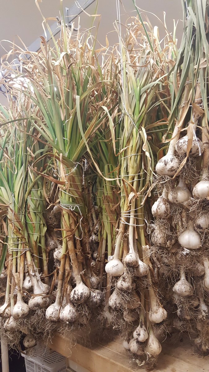 TCIChefs's tweet photo. @TCIChefs garden is14000 sq.ft of organic goodness. Join top Chefs for our party! #tdsb #organic #foodfestival https://t.co/fR53LZb5HI https://t.co/fivrg9q4DE