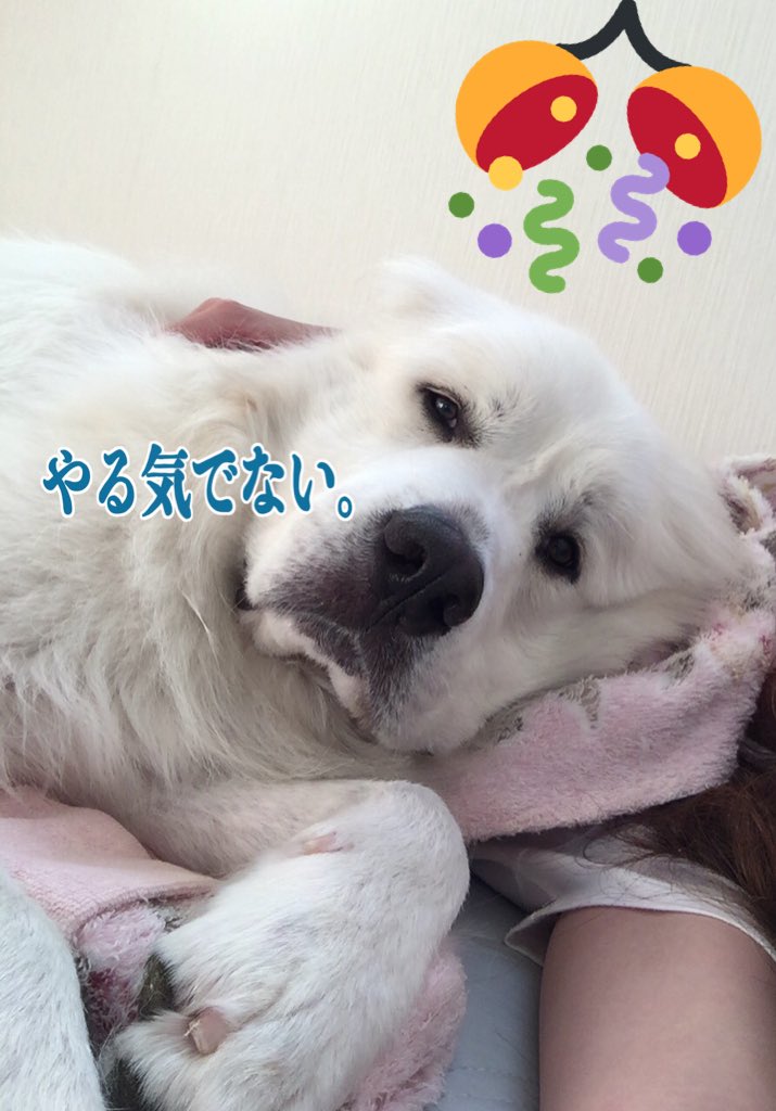 Pyrenees_leo's tweet photo. @muuui ぱいせん！おめでとうございます㊗️㊗️㊗️
夢はぱいせんより先に結婚することです🤣🤣
早くレオルークに会いにきてください🤣🤣
フランとも遊ばせたいです〜🤤❤️ https://t.co/ycjGZful4H