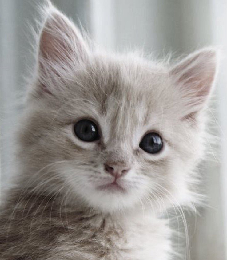 Awww, what a cutie...