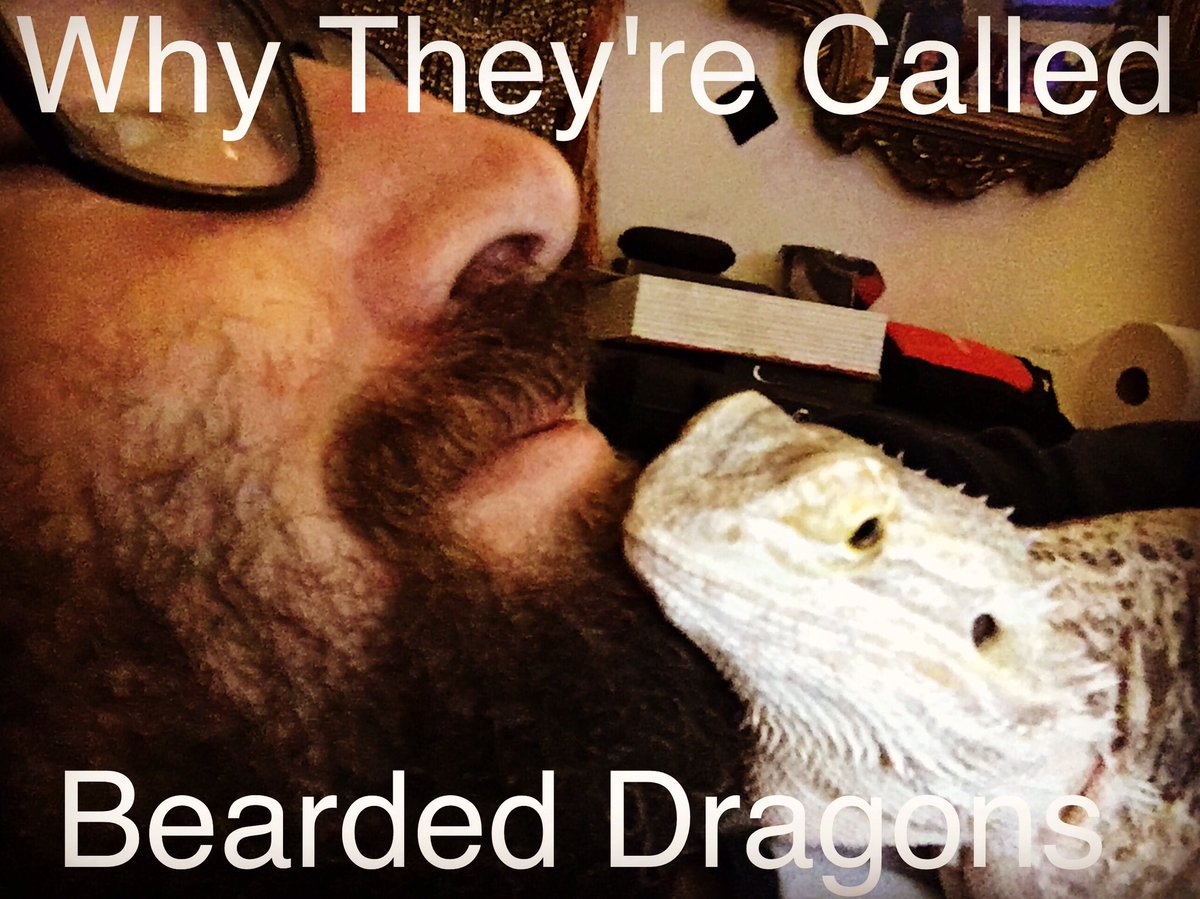 JustInsaneBTW's tweet photo. #BeardedDragon #beards #dragons #ImagineDragons #PuffTheMagicDragon #puffco #puffcopro2 #captivatingcultivations, #homegrown @BearTheWhips https://t.co/1AKf3ScUua