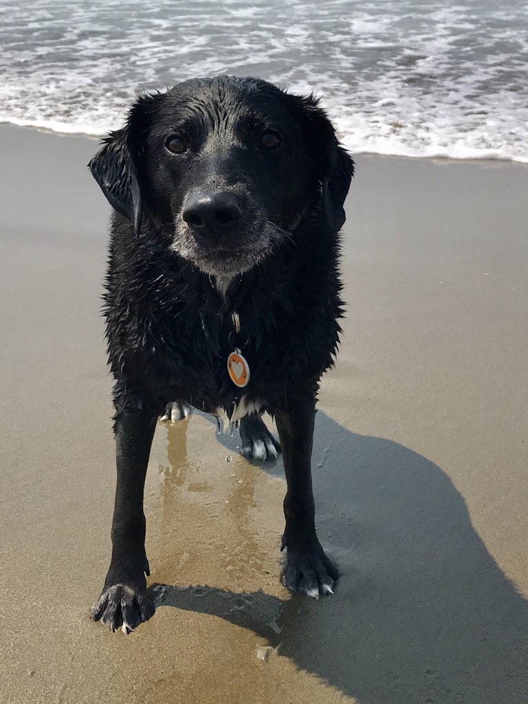 missmoxxxie's tweet image. Levon said it was too hot to be stuck in the house and demanded we go to the beach. He's kinda bossy. #dogsofWFTDA #WFTDAPlayoffs
