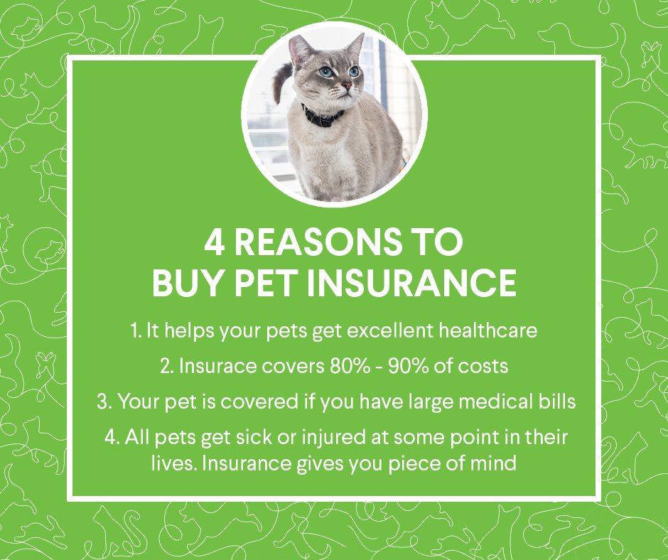 AnnPetSpace's tweet photo. September is #PetInsuranceMonth! Do you have pet insurance? Here's why we think it's a good idea for your pets! https://t.co/sIEfcdO1vD