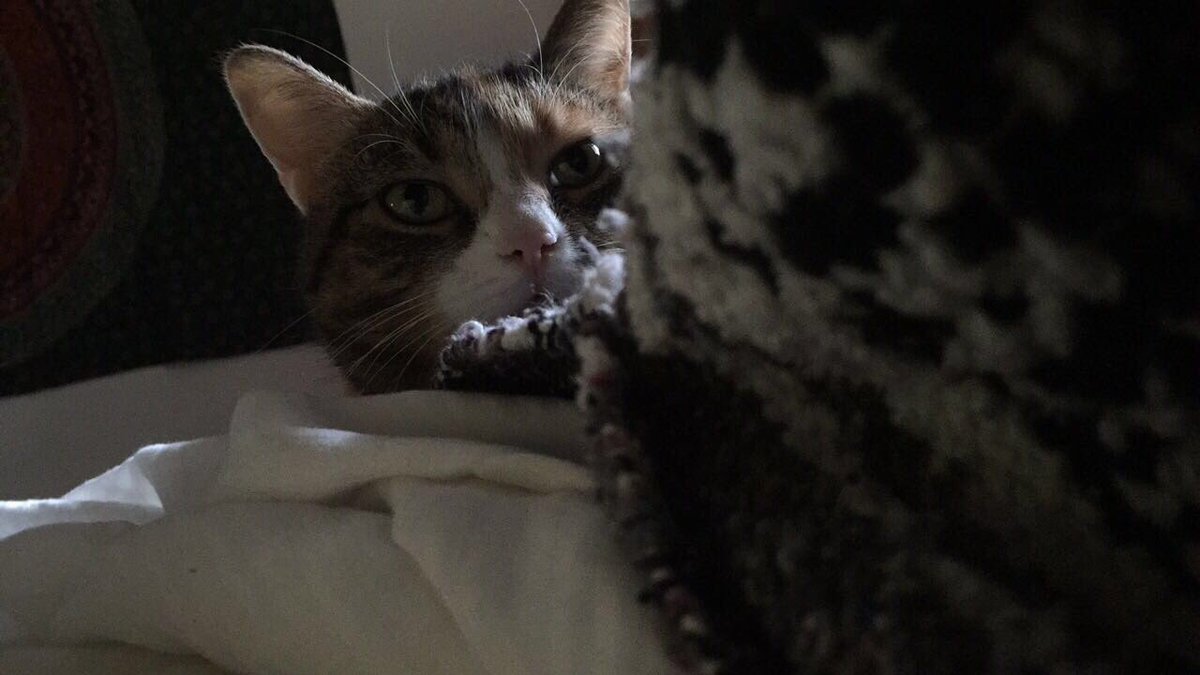 jackdatcat's tweet photo. Peekaboo 😸 https://t.co/733xCyv6yQ
