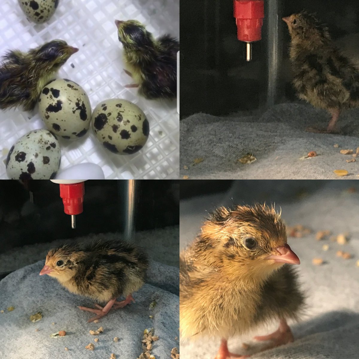 astroegg2016's tweet photo. New quails added to @Astroegghomestead! Theyre getting used to the astro cap immediately! #getemyoung #babysteps #fowls #astrocapsforallages https://t.co/ZHuD1CmevT
