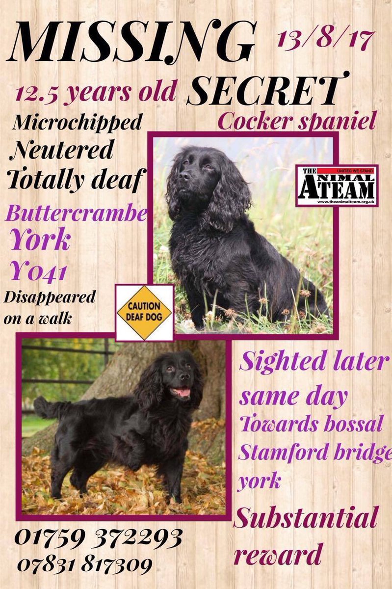 rosiedoc666's tweet photo. Oh SECRET where are u poor girl 🐾12yrs & totally #deaf 🆘 #chipped & #neutered #Buttercrambe #York #YO41 spotted later #Bossal 🆘 https://t.co/uSzdOp9w7Z
