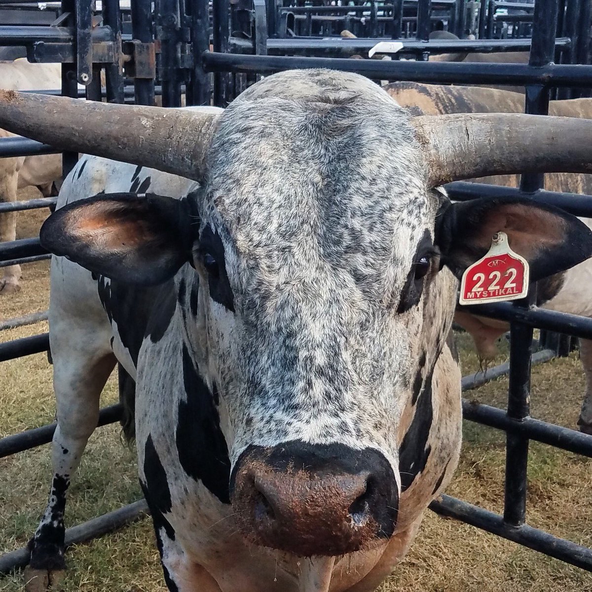 PBR's tweet photo. I'm here for the party. https://t.co/844CFIrdeG
