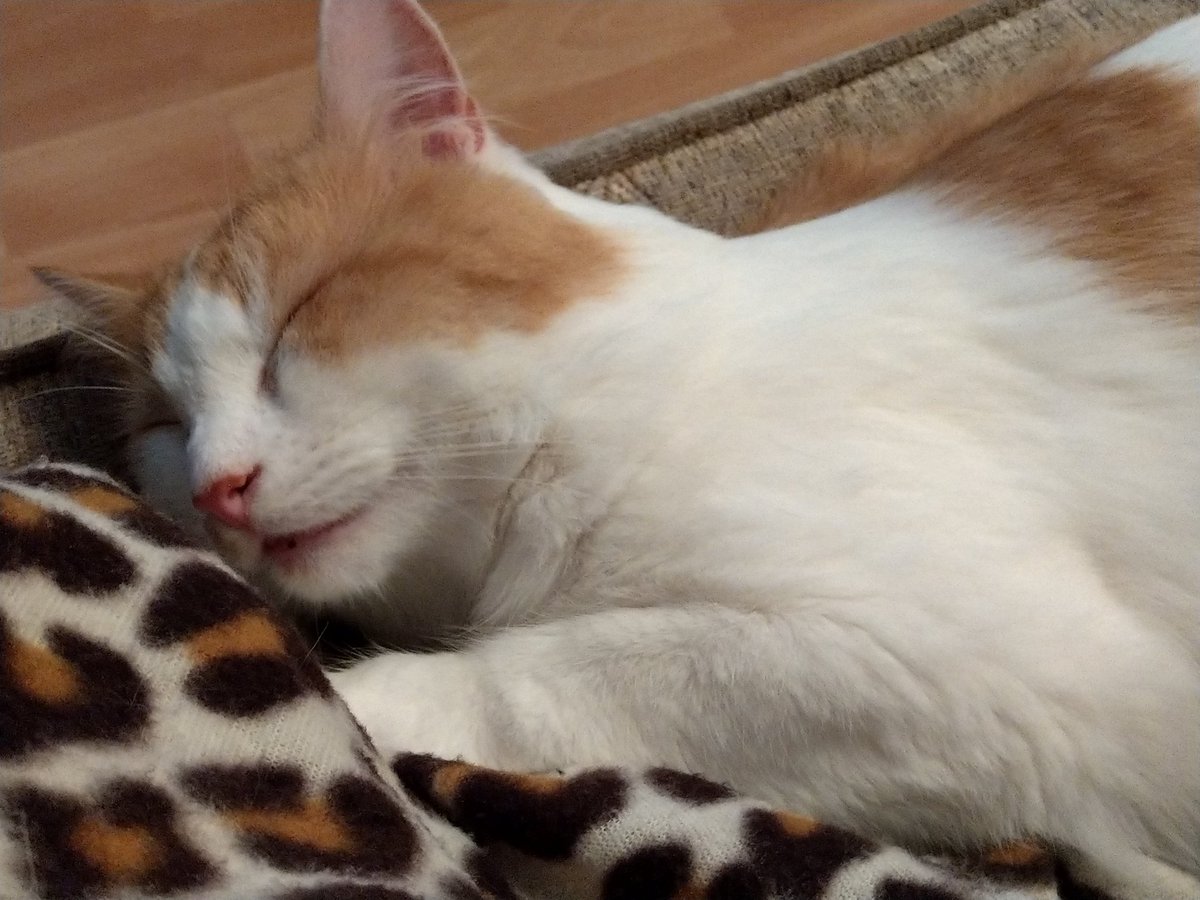 Mr_Jenks_x's tweet photo. Snooze time after the stress of the vet check up. Just need to finish up my antibiotics. Temperatures down. #felinefine #Catnap #cats https://t.co/Ihqax0oJXX