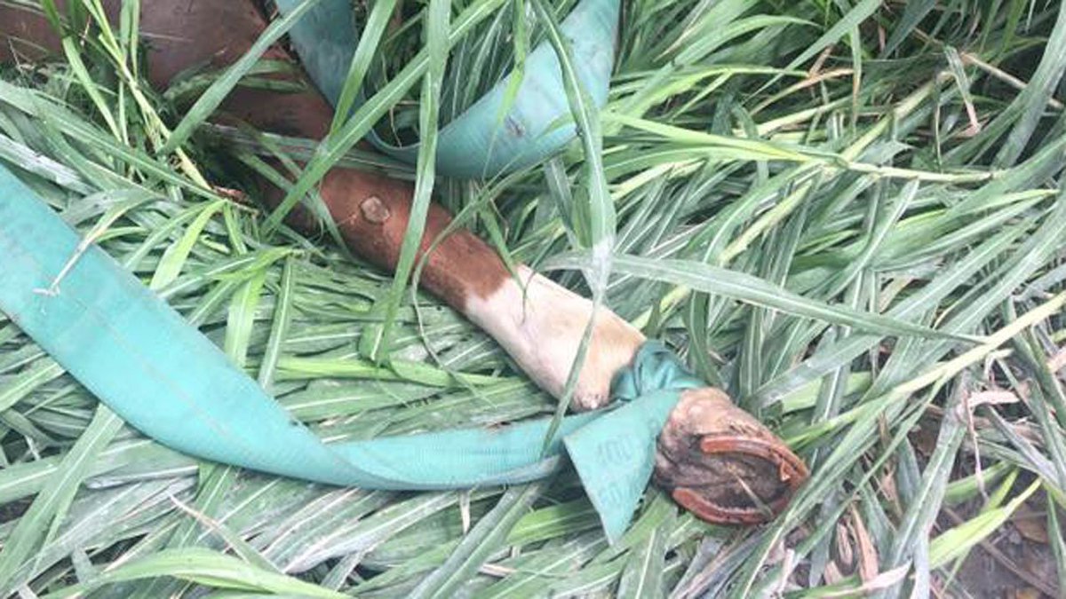 Investigators believe horse was going to be butchered for its meat bit.ly/2gzvTRO?utm_me… https://t.co/4WmBBB5sI1