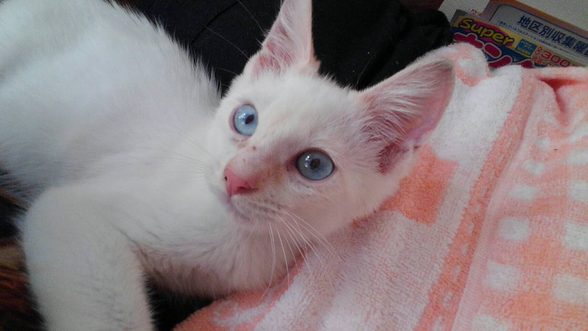 Haru 幸せの切符 On Twitter 幸せの切符譲渡会 とき ９月３日 日