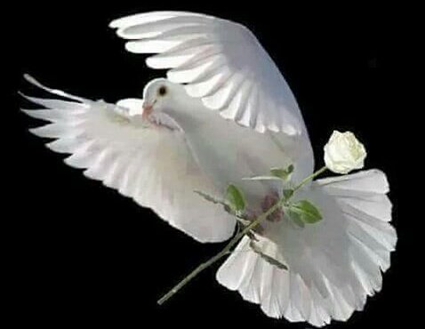 bhah2991's tweet photo. مدري متئ يـاعيـن ودك تنـامين
نـامت عيون النـاس والليــل قفـئ
عُمـر السهر مـالـم شمـل المحبيـن
نــامـي وشـوق القلب كفى ووفئ https://t.co/v3Va57u1YU