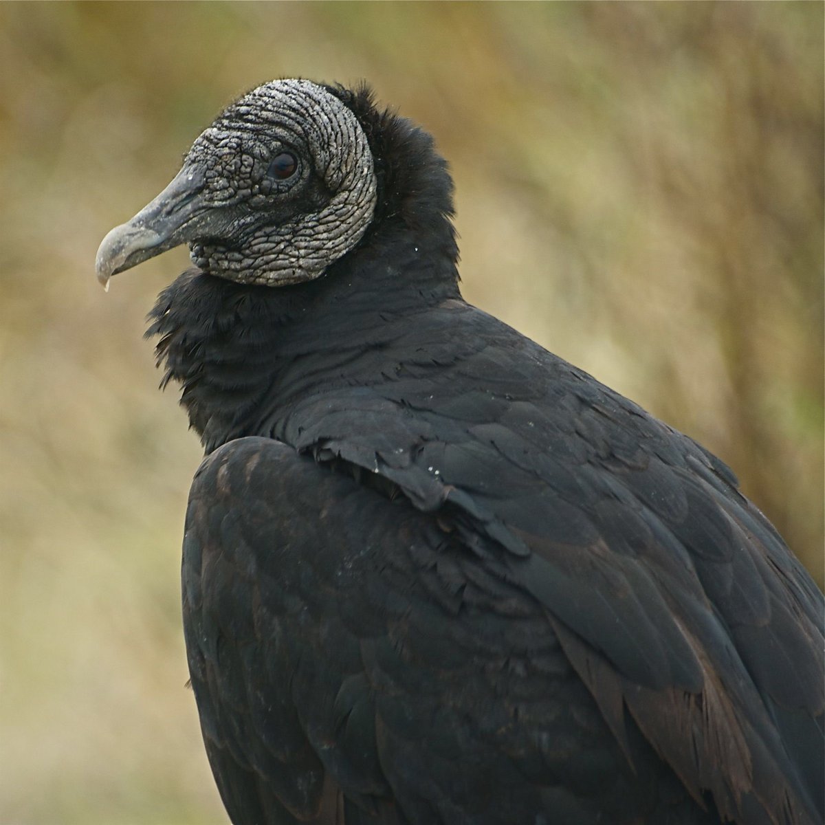 #VultureAwarenessDay the #Florida vultures