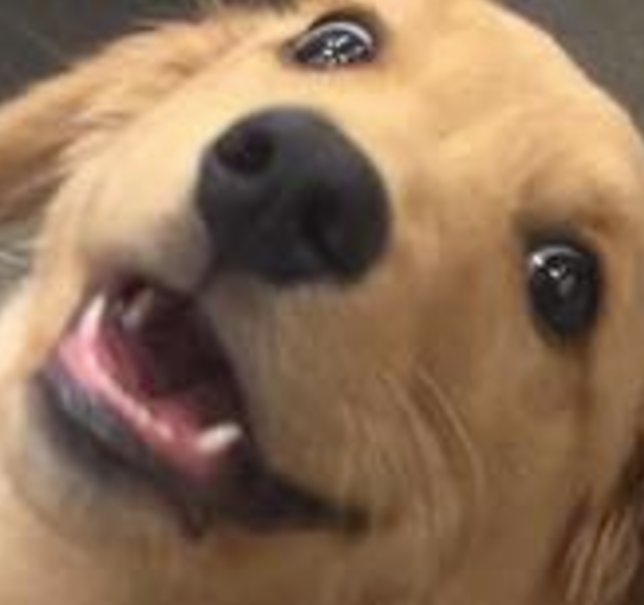 Image result for wowee dog