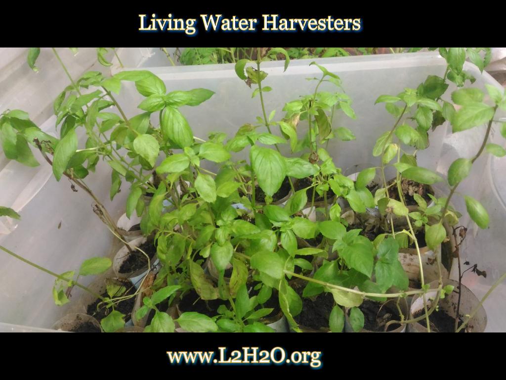 L2H2O's tweet photo. #Cinnamon #Basil starts in the #GrowHouse #Grow365 #Organic #UrbanAg #Agriculture #RealFood https://t.co/H8ro3NHr6e