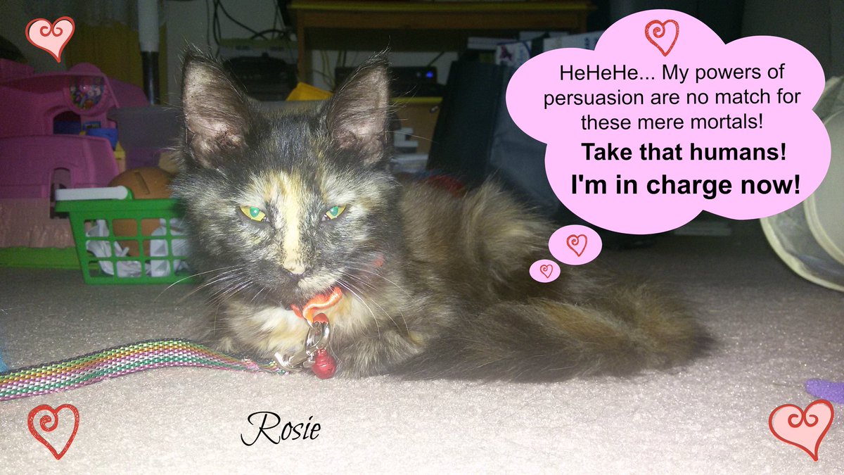 AngelaClever's tweet photo. #adopted #kitten #love #family https://t.co/oLz2eGr1qv