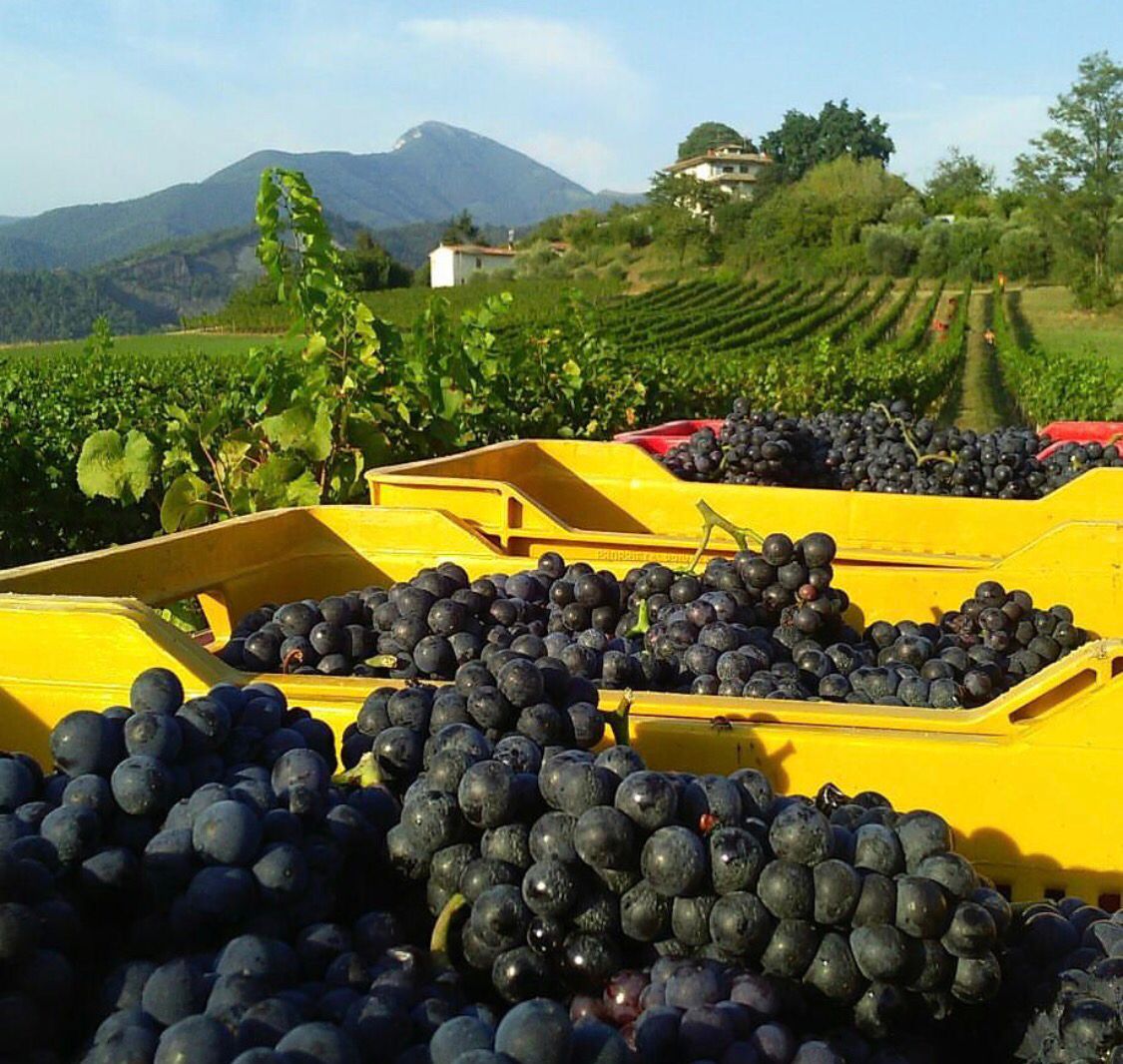 ThePinotFile tweet picture