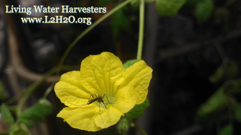 L2H2O's tweet photo. #Mosquitoes the #pollinators we seldom appreciate. The #Flower of a #Cantaloupe, We #Grow365 #Organic #UrbanAg #Agriculture #RealFood https://t.co/LOg5oeUsCI