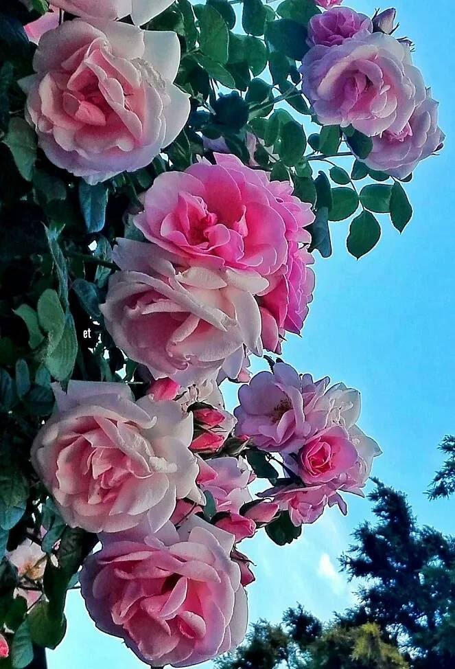 Boa noite queridos amigos graça e paz a todos