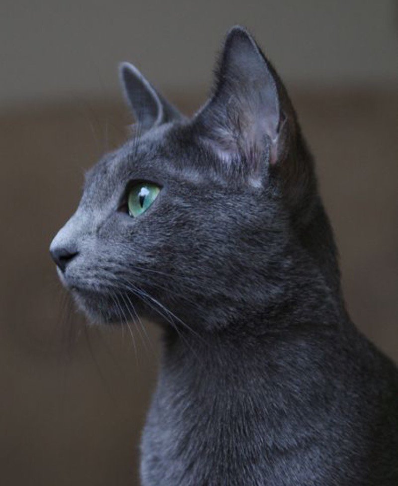Beautiful Russian Blue...