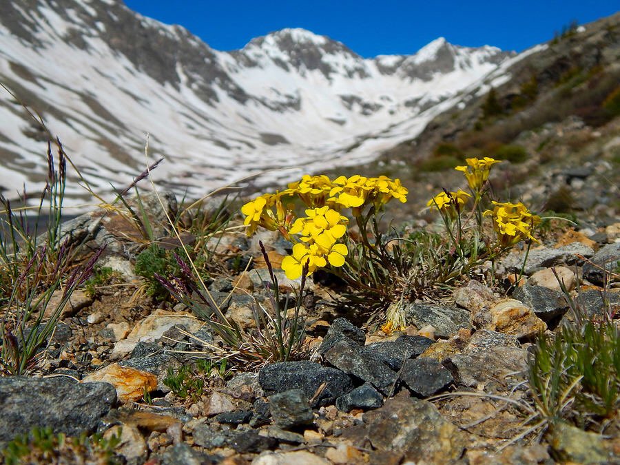 Blue Lakes Wildflowers #Colorado 4-dan-miller.pixels.com/featured/blue-…