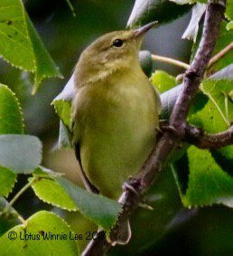 lotuswinnielee's tweet image. Another picture of the #tennesseewarbler #centralpark #birds #birdwatching #birding #NYbirding #birders #wildlife