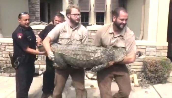 25NewsKXXV's tweet photo. Texas family finds 9-foot alligator in once-flooded home https://t.co/FwN6AFXN76 https://t.co/YpnyaAf9lF
