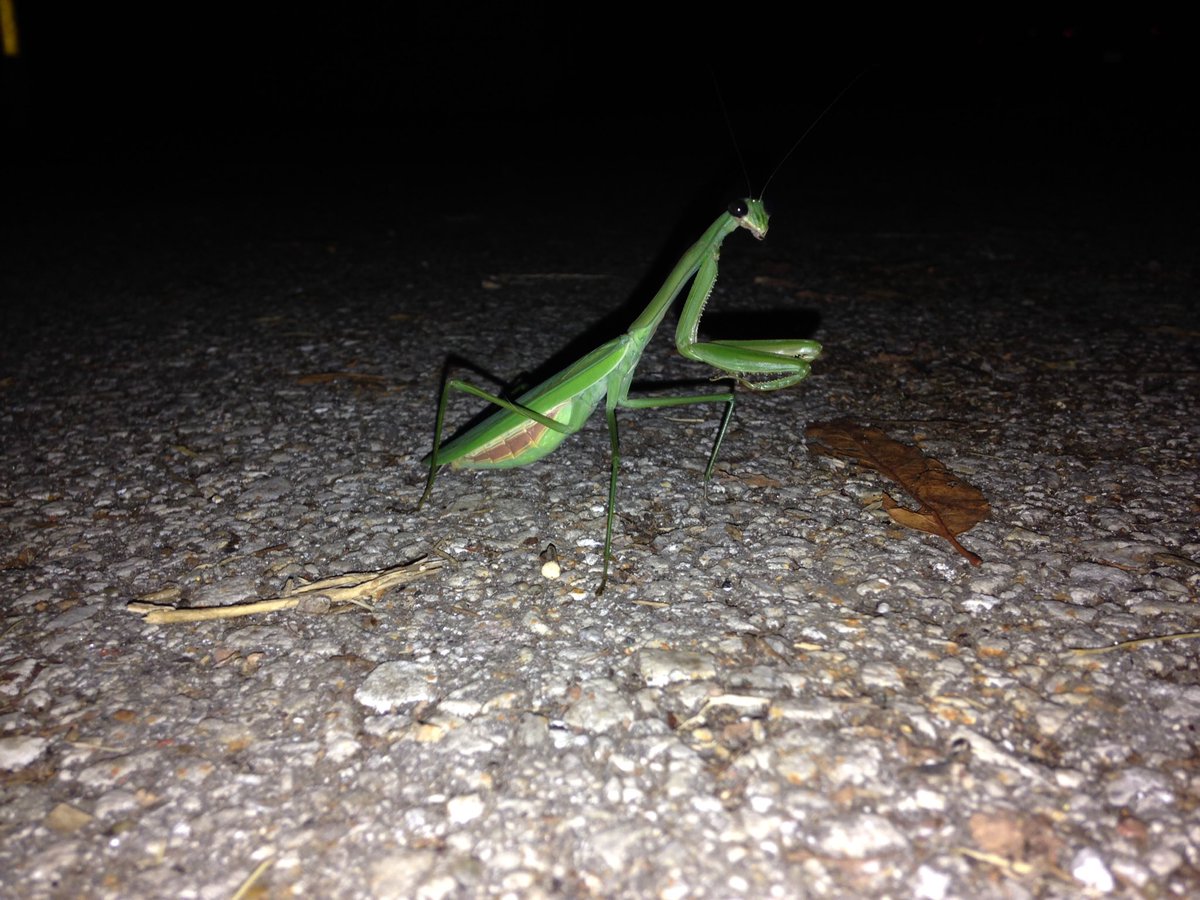 h4x354x0r's tweet photo. Huge praying mantis at our house tonight. https://t.co/VUjw1LJ447
