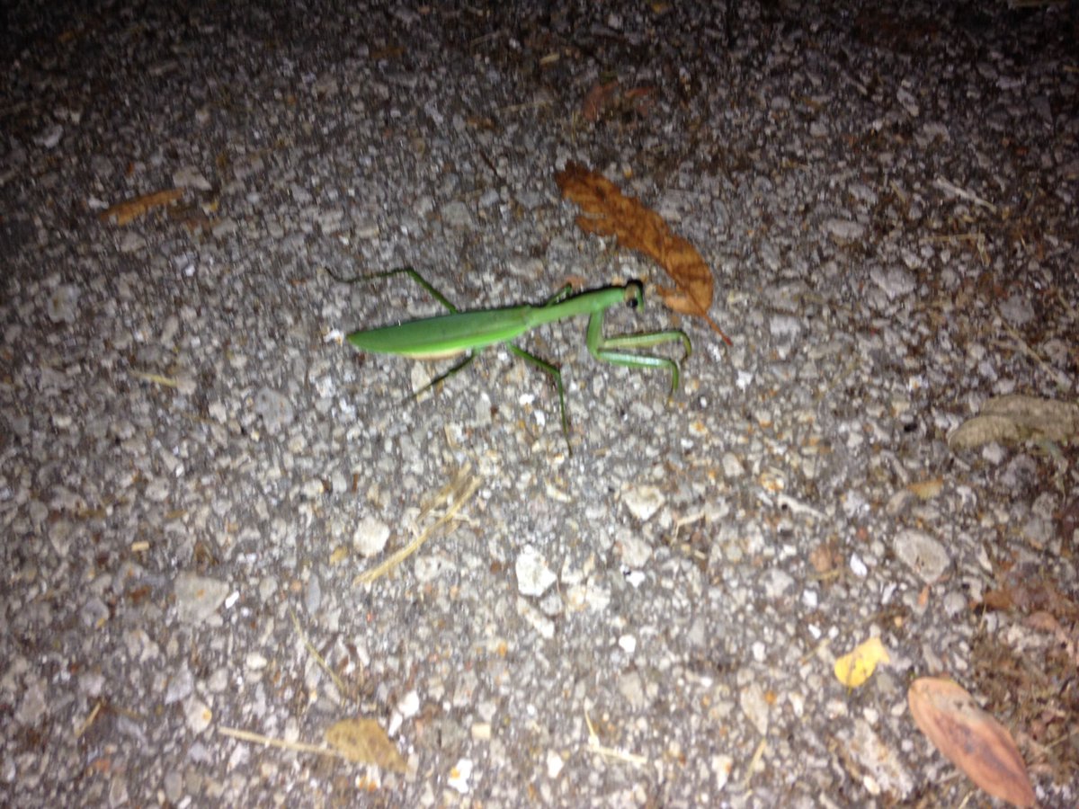 h4x354x0r's tweet photo. Huge praying mantis at our house tonight. https://t.co/VUjw1LJ447