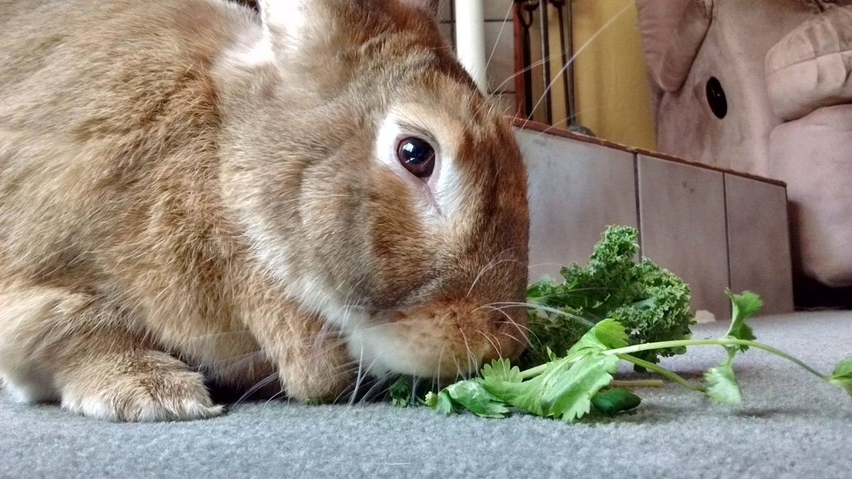 If you are looking for somebun special to add to your family,send us a message or email!We'll hop to it,and reply as fast as possible.