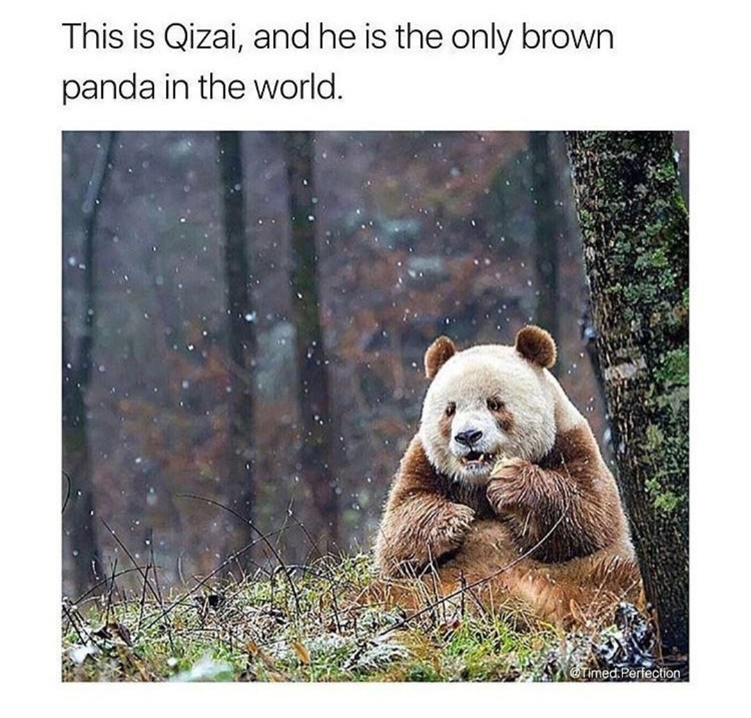 the_brownpanda's tweet photo. https://t.co/9wshnb4NsI