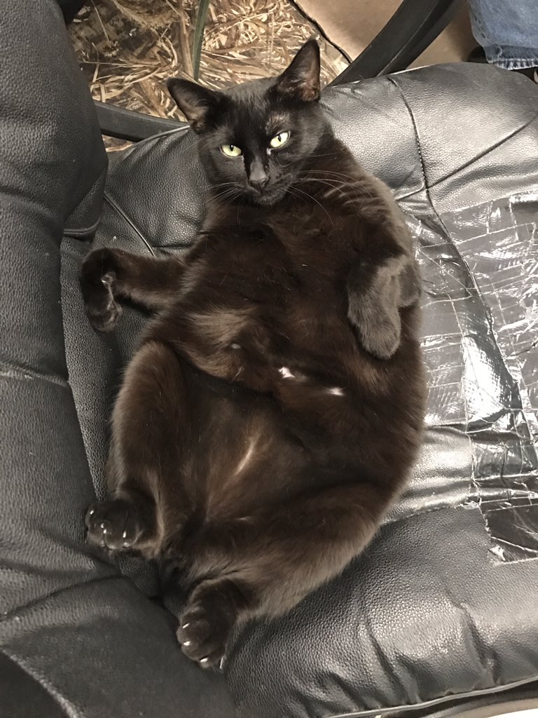 Dr Pol On Twitter Let S Play Name The Barn Cat Tweet Us Your