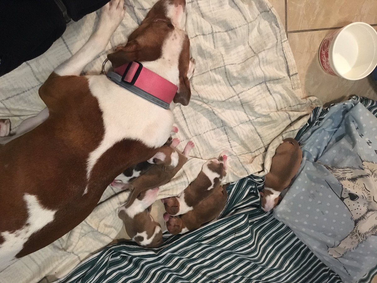 YungBlanco2's tweet photo. Puppies for sale 🤗 serious inquires ONLY !!! Dm me or @__laamajj https://t.co/Rbg5joE2mh